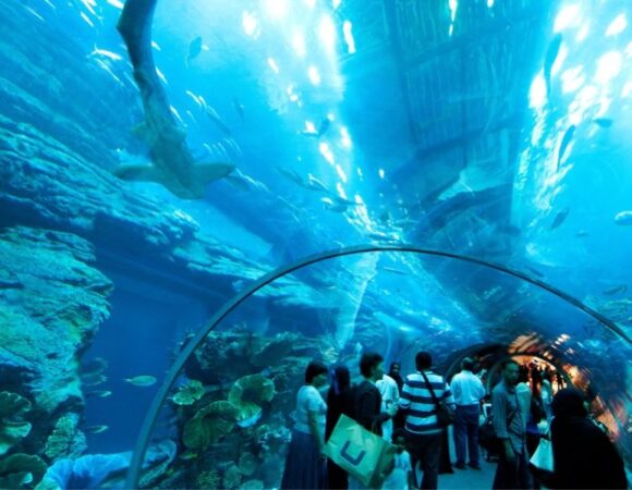 Explore the Wonders of Dubai Mall Aquarium and Underwater Zoo: Your Ultimate Underwater Adventure