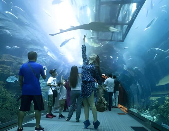 Incredible Experiences Swimming with Sharks at Dubai Mall Aquarium