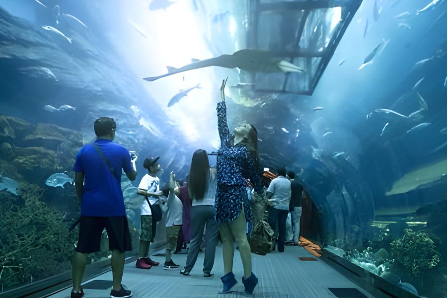 Sharks at Dubai Mall Aquarium