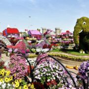 Attractions to See in Dubai Miracle Garden 