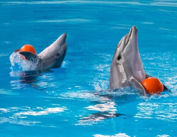 5 Activities You Must Do at the Dubai Dolphinarium