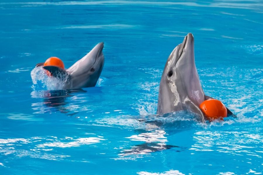 Dubai Dolphinarium