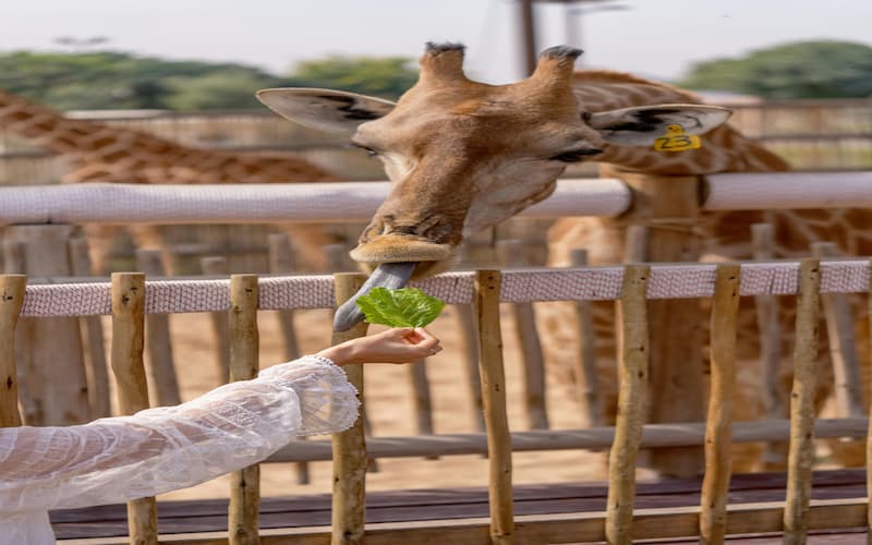 Dubai Safari Park for Kids