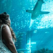 Shark Encounter at Dubai Mall Aquarium