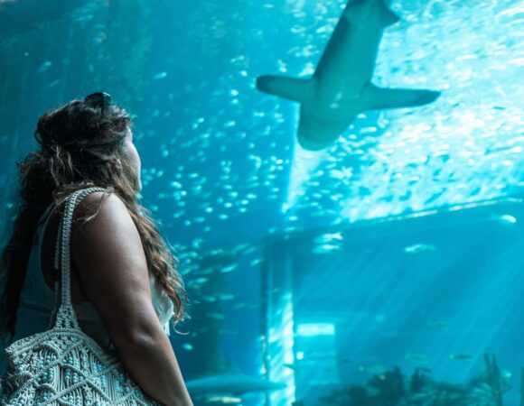 Up Close with Sharks: Inside the Shark Encounter at Dubai Mall Aquarium