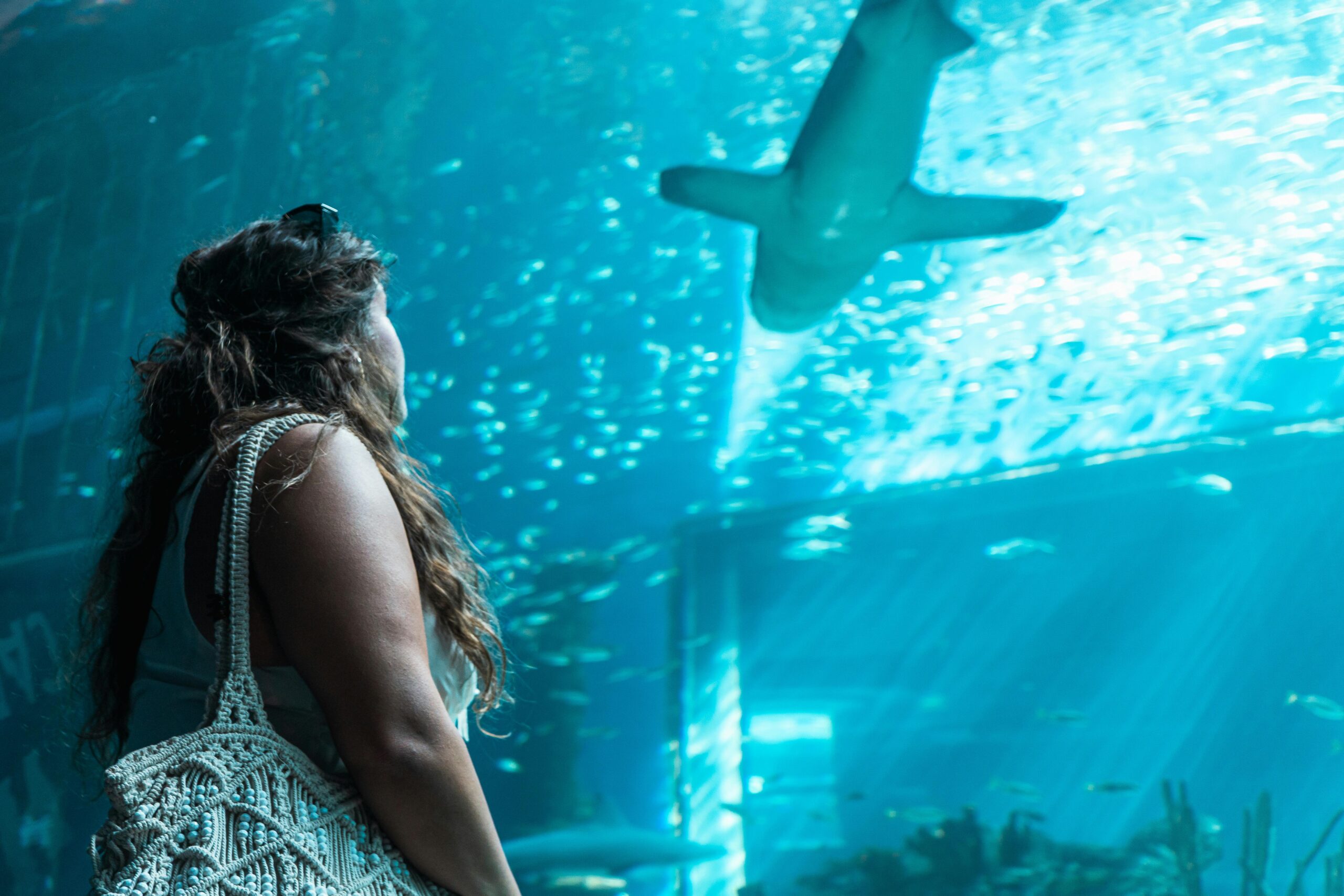 Shark Encounter at Dubai Mall Aquarium