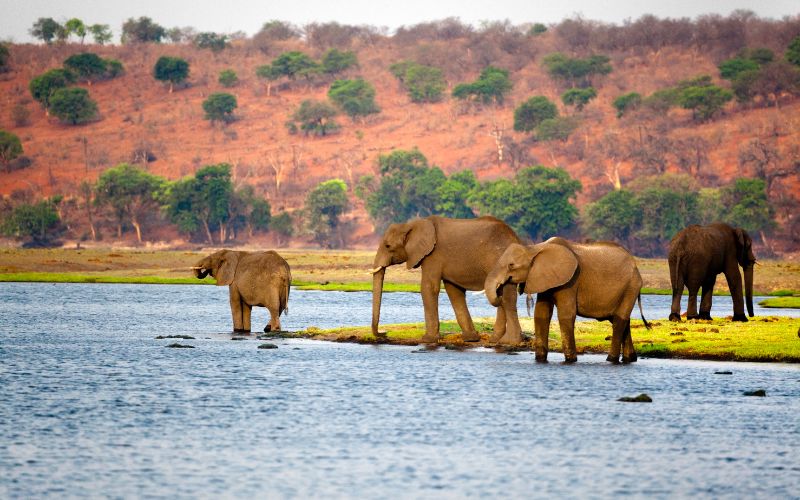 Don’t Miss the Water-Based Safaris