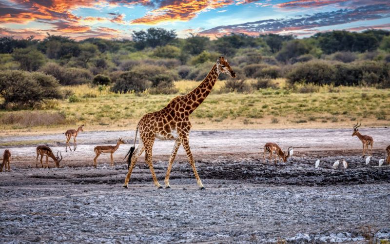 Botswana